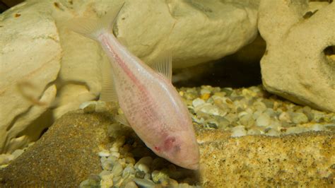 cave fish|Cavefish .